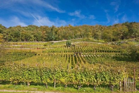 Pillnitz vineyards at the vineyard church