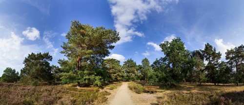 Landscape in the Lüneburg Heath near Bispingen, Heidekreis, Lower Saxony, Germany, Europe