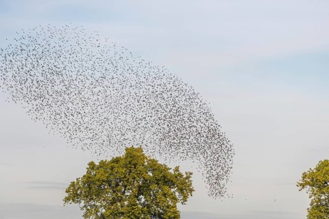 Common (Sturnus vulgaris) starlings fly together, in perfect symbiosis to protect themselves from