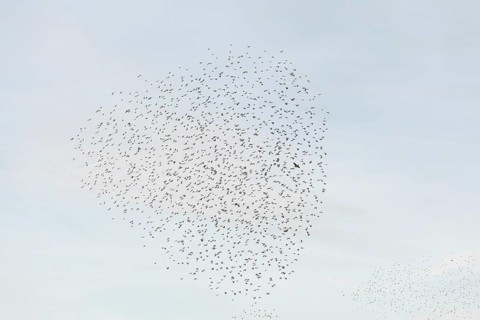 Common (Sturnus vulgaris) starlings fly together, in perfect symbiosis to protect themselves from