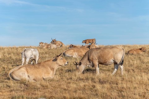 Aubrac cows in a dry pasture in summer. Aubrac, France, Europe