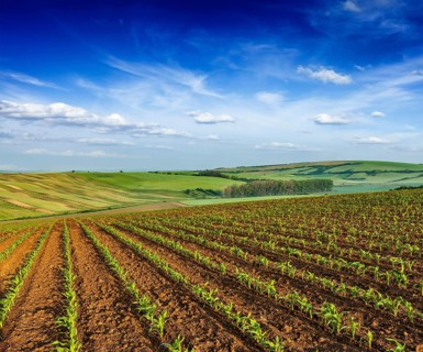Rolling fields of Moravia, Czech Republic, Europe