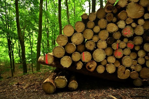 Forest damage in the Sauerland region has caused about 40 % of the spruce stand, especially in