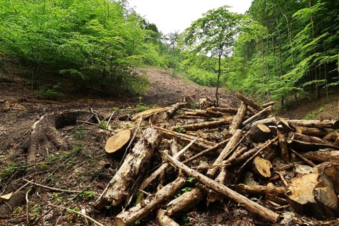 Forest damage in the Sauerland region has caused about 40 % of the spruce stand, especially in