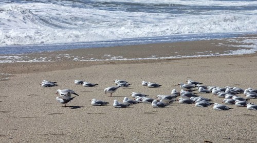 Maori black-billed gull (Chroicocephalus bulleri), Ship Creek, Beach, New Zealand, Oceania