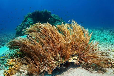 Hydrozoan sticks (Hydrozoa) strongly cnidarian, on sandy bottom, Great Barrier Reef, UNESCO World
