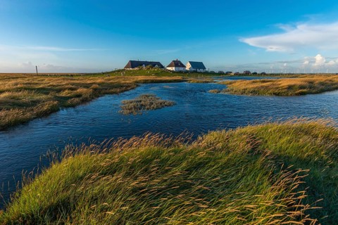 Hamburger Hallig, Reußenköge, North Frisia, dwelling mound, reed houses, grasses, sheep, evening