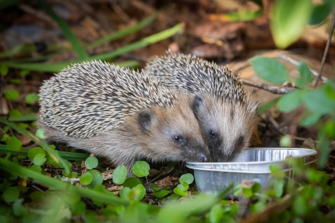Hedgehog mother with young in the living environment of humans. A near-natural garden is a good