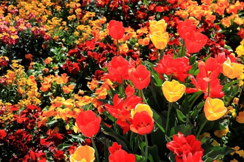Many colourful tulips in one area