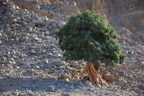 Landscape in the Jebel Harim area, in the Omani enclave of Musandam, Oman, Asia
