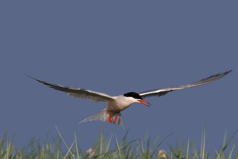 Common Tern (Sterna hirundo), flight study, animal in flight, Lower Saxon Wadden Sea National Park,