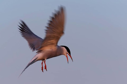 Common Tern (Sterna hirundo), flight study, animal in flight, Lower Saxon Wadden Sea National Park,