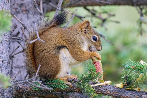 Common Canadian red squirrel (Tamiasciurus hudsonicus) sitting on a branch, eating pine cones, tail