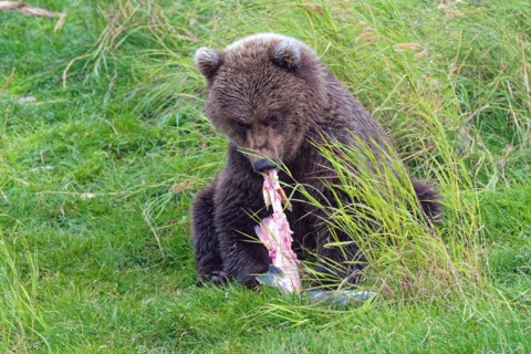 Brown bear (Ursus arctos), grizzly young on the coast, eating salmon, Katmai, Alaska, USA, North