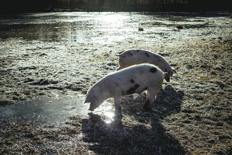 Swabian-Hall pigs in an oak forest, Iphofen, Lower Franconia, Franconia, Bavaria, Germany, Europe