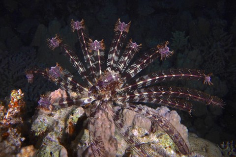 Klunzinger's hair star (Lamprometra klunzingeri) at night, Dangerous Reef dive site, St Johns Reef,