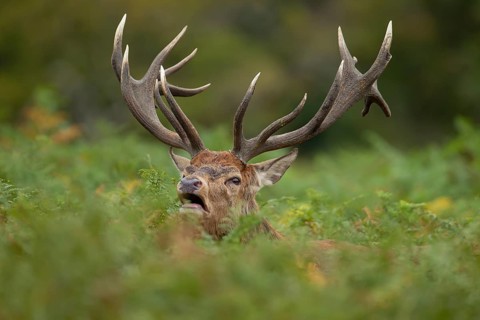 Red deer (Cervus elaphus) adult male stag roaring during the rutting season amongst Bracken leaves,