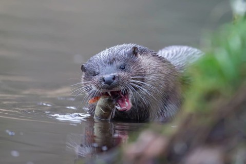 European otter (Lutra lutra) adult feeding on a fish by a river bank, Norfolk, England, United
