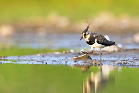 Northern lapwing (Vanellus vanellus) foraging on the lakeshore, Dessau