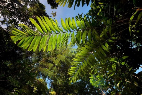 Fern leaf, flora, plant, green, backlit in tropical rainforest, Queensland, Australia, Oceania