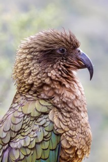 Kea (Nestor notabilis), Fiordland National Park, New Zealand, Oceania