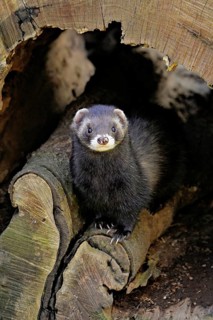 European polecat (Mustela putorius) or woodland polecat