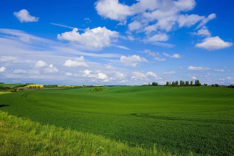 Fields near Lommatzsch