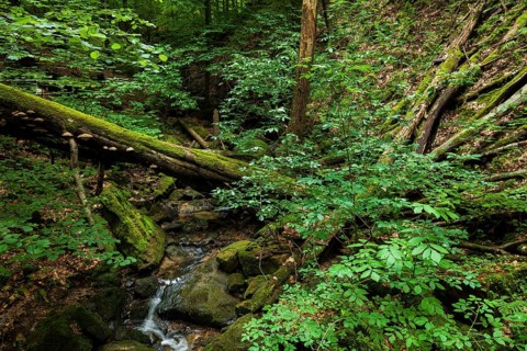 Waldbach near Thürmsdorf