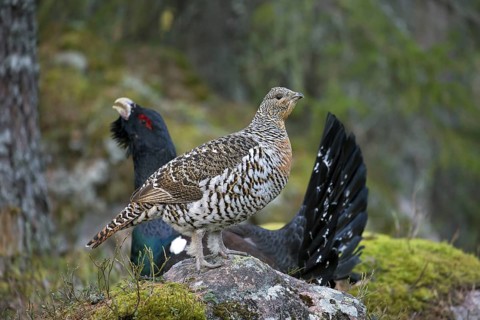Western capercaillie (Tetrao urogallus) female and male displaying at lek in coniferous forest in