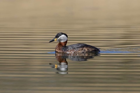 Red-necked grebe (Podiceps grisegena) (Podiceps griseigena) swimming in lake during the breeding