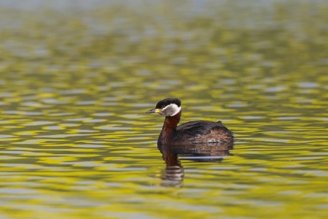 Red-necked grebe (Podiceps grisegena) swimming in lake during the breeding season in spring