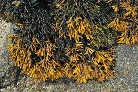 Channelled, Channel wrack (Pelvetia canaliculata) on rock exposed at low tide, Brittany, France,