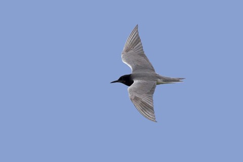 Black tern (Chlidonias niger) in breeding plumage in flight against blue sky