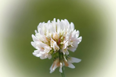 White clover (Trifolium repens), single flower, North Rhine-Westphalia, Germany, Europe
