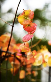 The first colours of autumn this year make the exorbitant forest canopy in the Sauerland glide into
