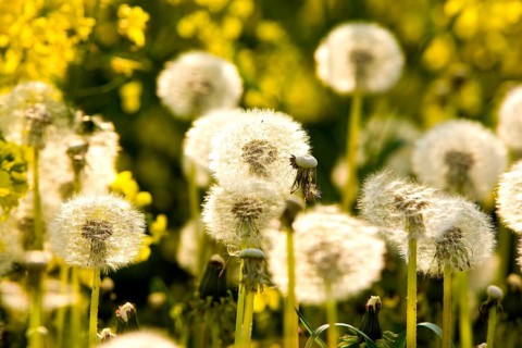 Dandelion, dandelions