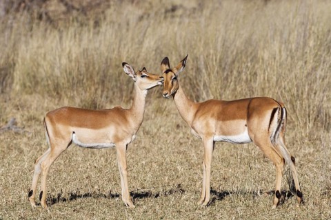Common impalas (Aepyceros melampus), two females in dry grassland, showing affection, savanna,
