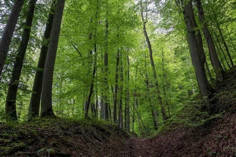 Buchenwald, Wiesensteig, Swabian Alb, Baden-Württemberg, Germany, Europe