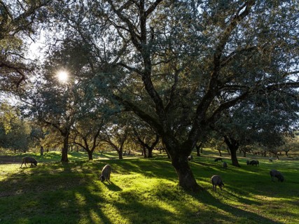 Grazing pigs and holm oaks (Quercus ilex) in the Sierra de Aracena, aerial view, drone shot, Huelva