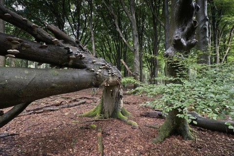 Old, fallen copper beech (Fagus sylvatica) with scale (Fomes fomentarius), Emsland, Lower Saxony,