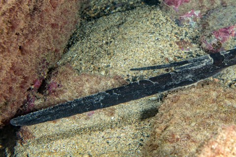 Close-up of dangerous poisonous stingray sting with potentially lethal venom on the tail of a