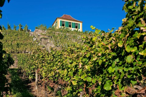 Diesbar Seußlitz vineyard