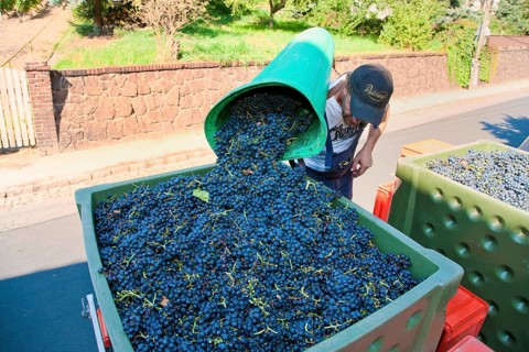 Grape grape harvest in the Spaargebirge near Meißen