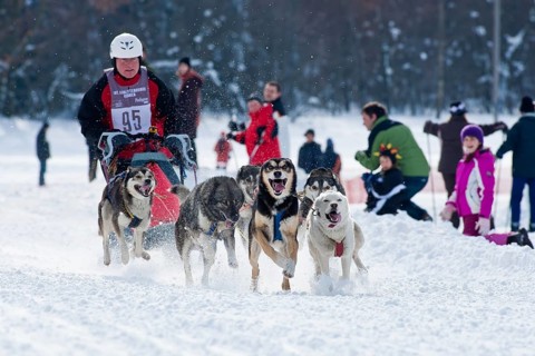 Sled dog race in Nassau Erzgeb
