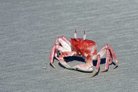 Painted ghost crab, cart driver crab (Ocypode gaudichaudii) on the beach at Puerto Villamil on