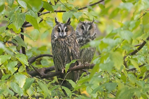 Two long-eared owls (Asio otus) (Strix otus) perched in tree in forest