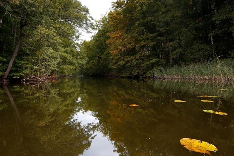 Alder swamp forest in autumn, Müritz National Park, Mecklenburg-Western Pomerania, Germany, Europe