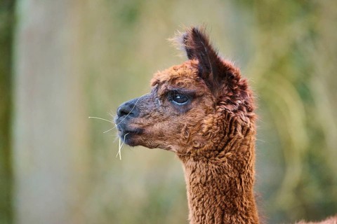 Llama (Lama glama) juvenile, portrait, Bavaria, Germany, Europe
