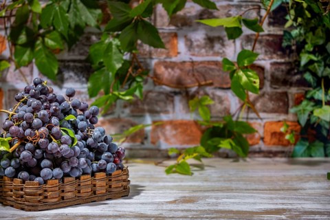 Blue burgundy grapes in baskets in front of brick wall with leaves, copying room