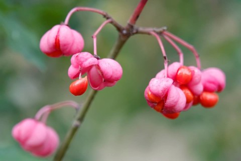 European spindle (Euonymus europaeus), October, Germany, Europe